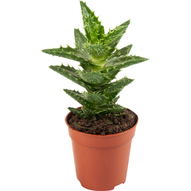 Алоэ Микс d10 см от магазина ЛесКонПром.ру