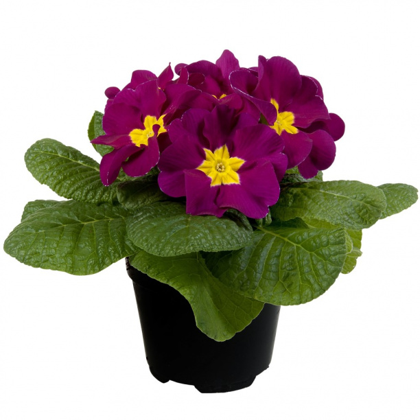 Примула d10 см от магазина ЛесКонПром.ру