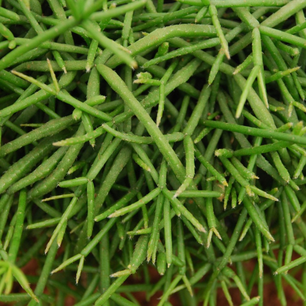 Рипсалис Кассута d9 см от магазина ЛесКонПром.ру