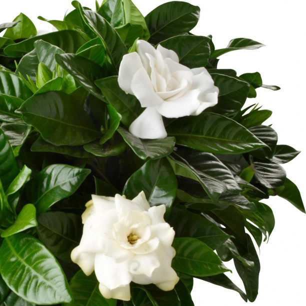 Гардения d9 см h20 см от магазина ЛесКонПром.ру