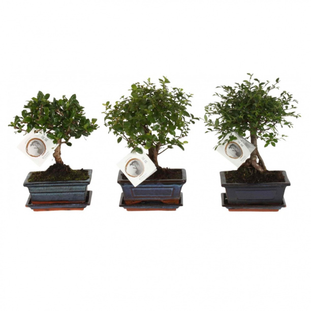 Бонсай микс d15 см от магазина ЛесКонПром.ру