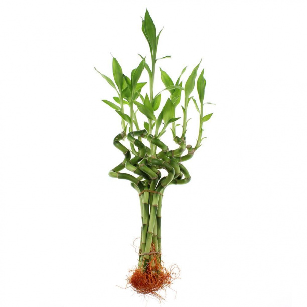 Фикус Микрокарпа Гинсенг d14 см от магазина ЛесКонПром.ру