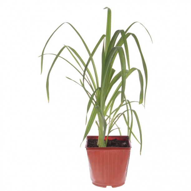 Лилейник d18 см от магазина ЛесКонПром.ру