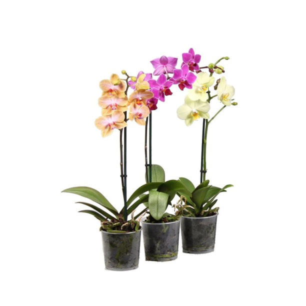 Фаленопсис d9 см h30 см от магазина ЛесКонПром.ру