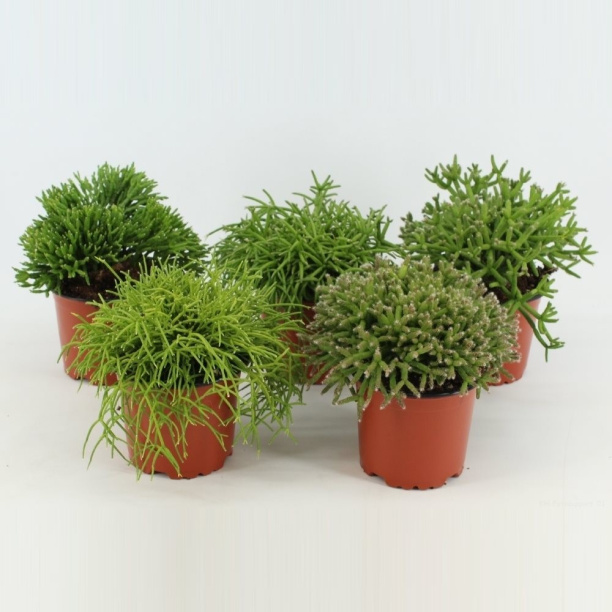 Рипсалис микс d8 см от магазина ЛесКонПром.ру