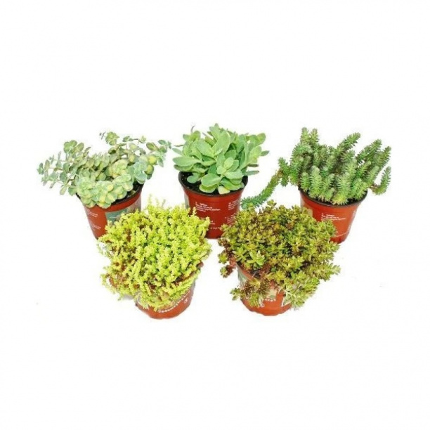 Очиток микс d12 см от магазина ЛесКонПром.ру