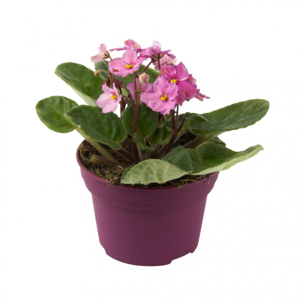 Фиалка микс d12 см от магазина ЛесКонПром.ру