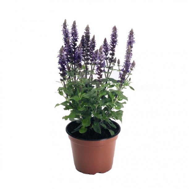 Шалфей дубравный d13 см от магазина ЛесКонПром.ру