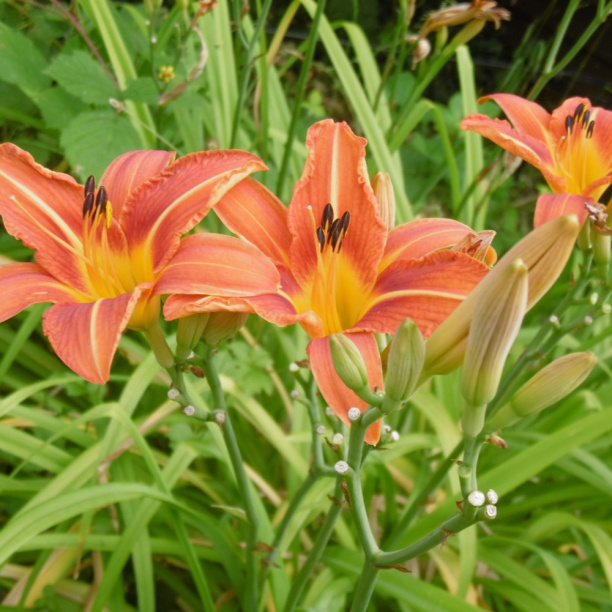 Лилейник микс d15 см от магазина ЛесКонПром.ру