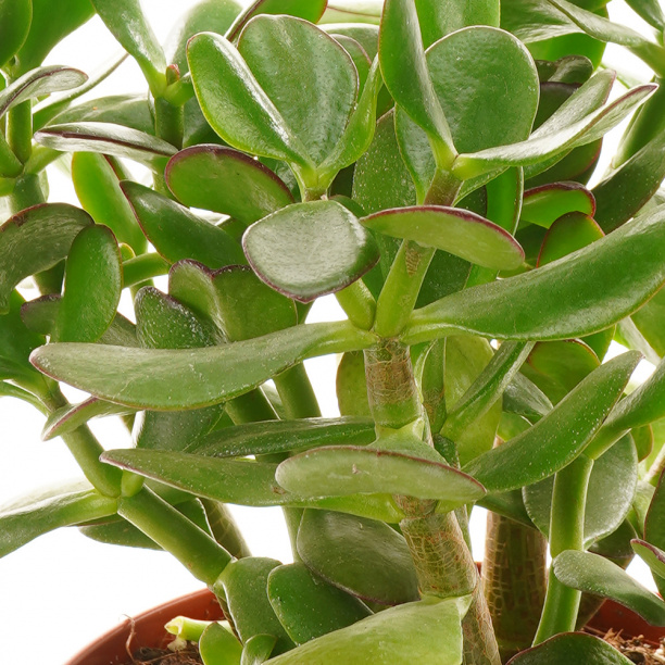 Толстянка микс d13 см от магазина ЛесКонПром.ру