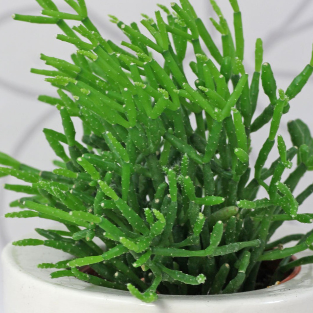 Рипсалис микс d5 см от магазина ЛесКонПром.ру