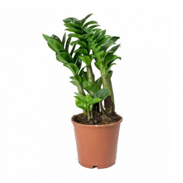 Замиокулькас Зензи d9 см от магазина ЛесКонПром.ру