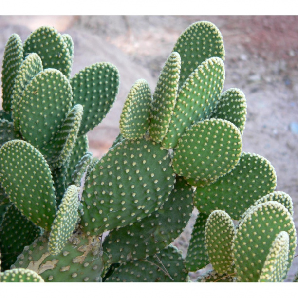 Опунция мелковолосистая Албата d5 см от магазина ЛесКонПром.ру