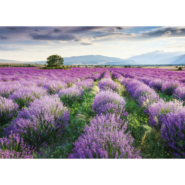 Декобокс Лавандовое поле 50х70 см от магазина ЛесКонПром.ру