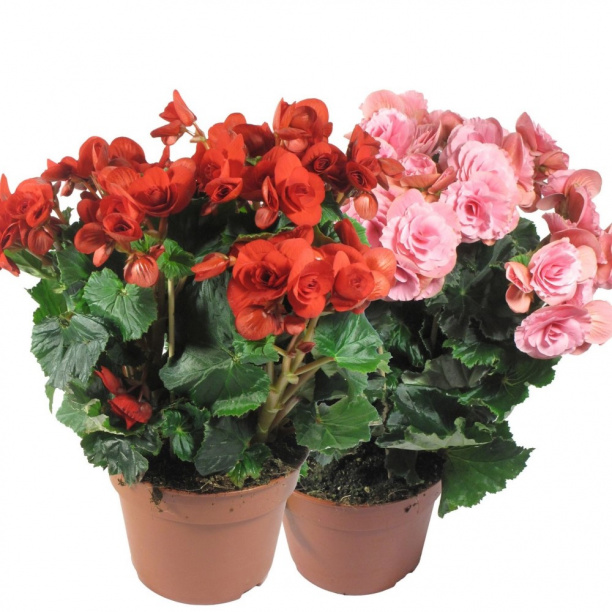 Бегония Элатиор d15 см от магазина ЛесКонПром.ру