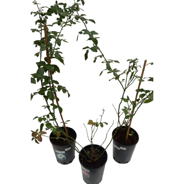 Роза флорибунда С7 от магазина ЛесКонПром.ру