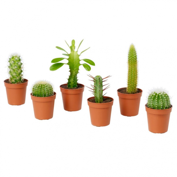 Кактус микс d5 см 7цветов от магазина ЛесКонПром.ру