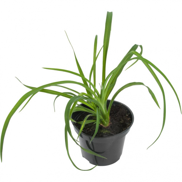 Лилейник микс d15 см от магазина ЛесКонПром.ру