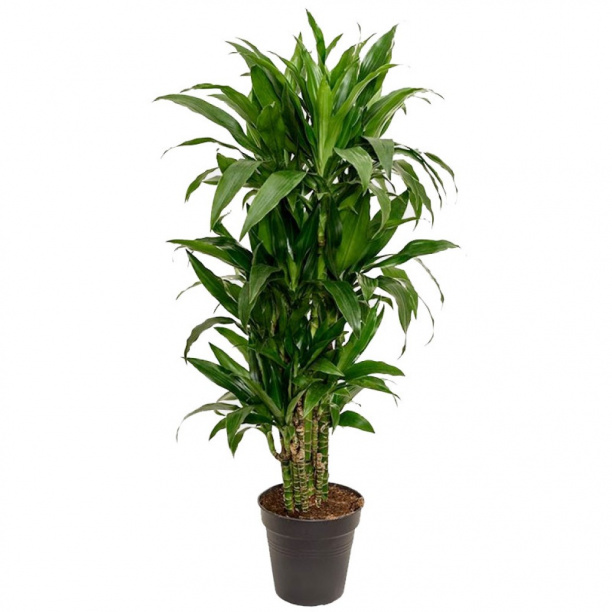 Драцена Фрагранс 24x140 см от магазина ЛесКонПром.ру