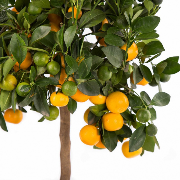 Цитрус микс d15 см h40 см от магазина ЛесКонПром.ру