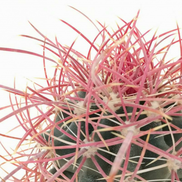 Ферокактус d19 см h20 см от магазина ЛесКонПром.ру