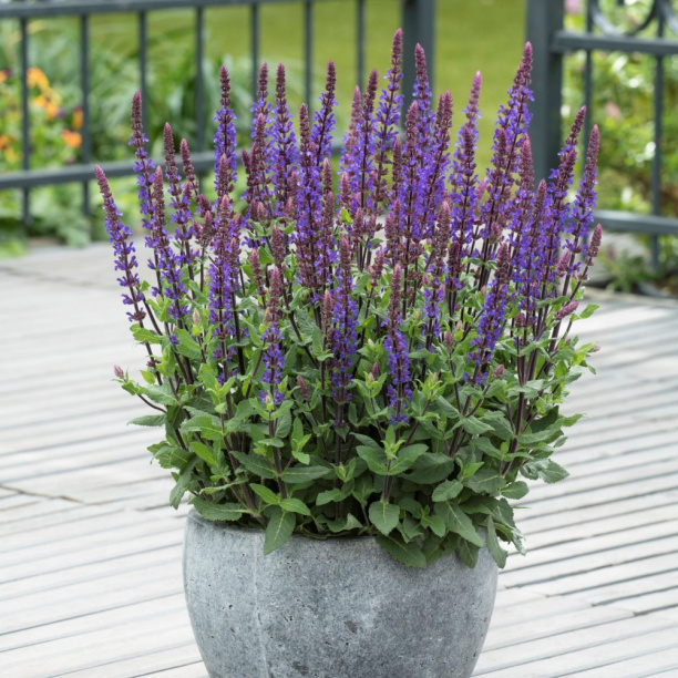 Шалфей дубравный d13 см от магазина ЛесКонПром.ру