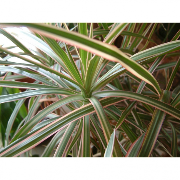 Драцена Маргината d21 см h120 см от магазина ЛесКонПром.ру