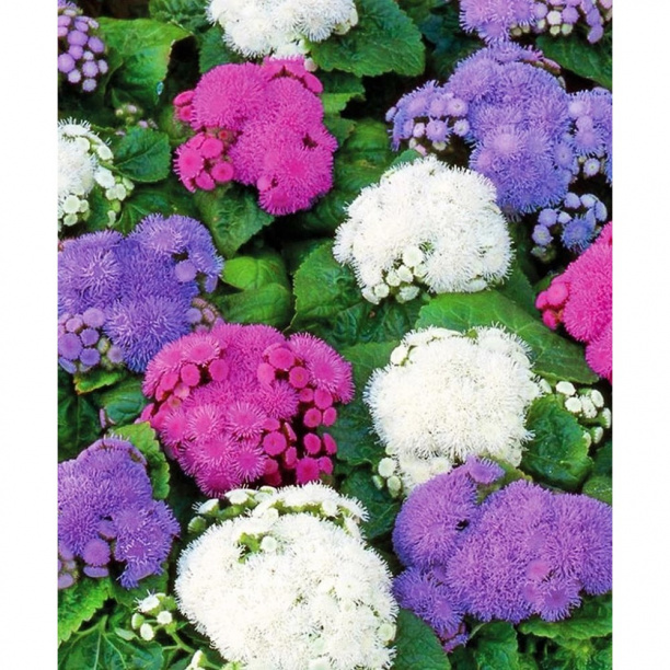 Агератум кассета 4 шт от магазина ЛесКонПром.ру