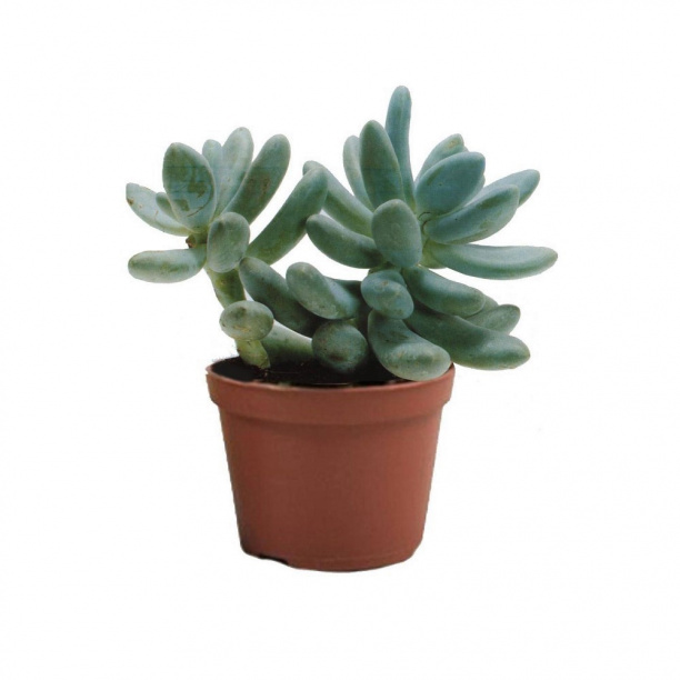 Пахифитум OVIFERUM d5,5 см от магазина ЛесКонПром.ру