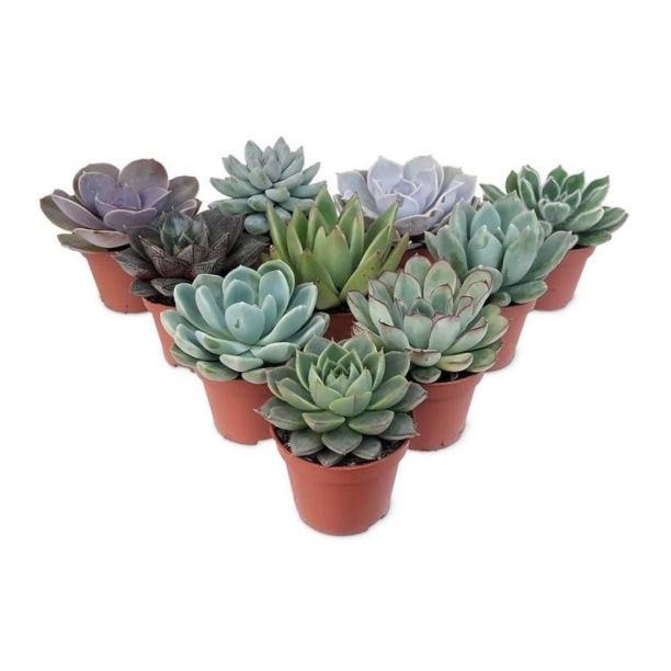 Эхеверия d5 см от магазина ЛесКонПром.ру