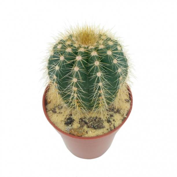 Нотокактус микс d5 см от магазина ЛесКонПром.ру