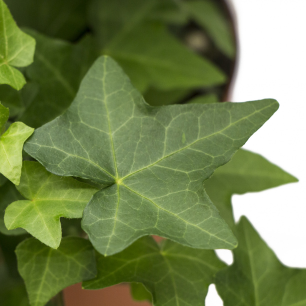 Плющ (хедера) микс d12 см от магазина ЛесКонПром.ру