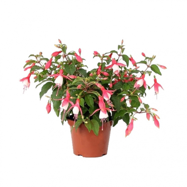 Фуксия d15 см от магазина ЛесКонПром.ру