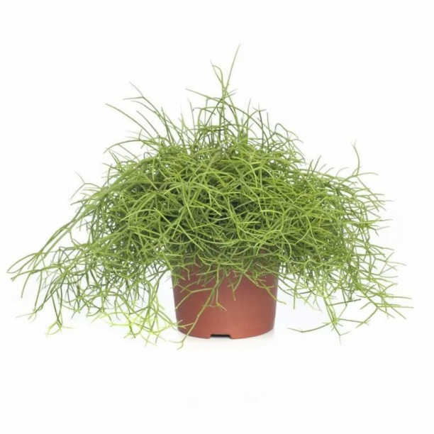 Рипсалис Кассута d9 см от магазина ЛесКонПром.ру