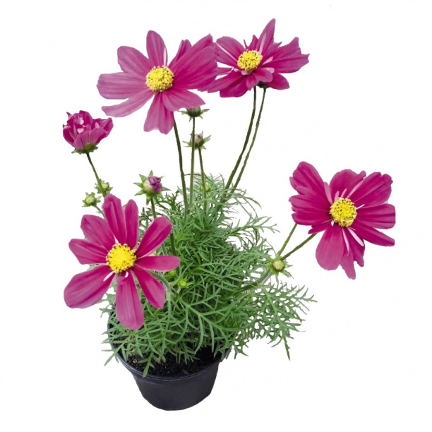 Космея d12 см от магазина ЛесКонПром.ру