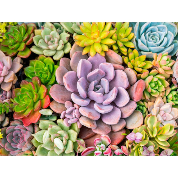 Суккулент микс d5,5 см от магазина ЛесКонПром.ру