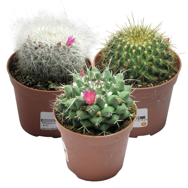 Маммиллярия микс d5 см от магазина ЛесКонПром.ру