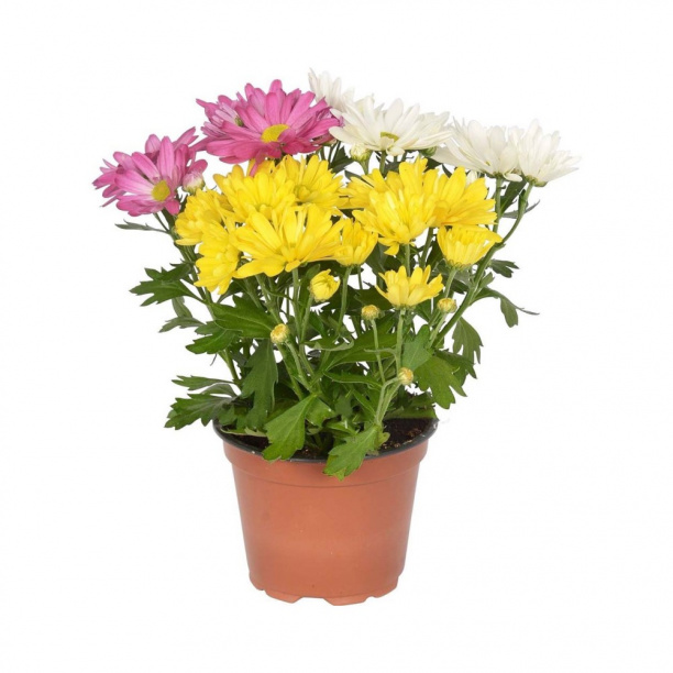 Хризантема Карнавал d12 см 7цветов от магазина ЛесКонПром.ру