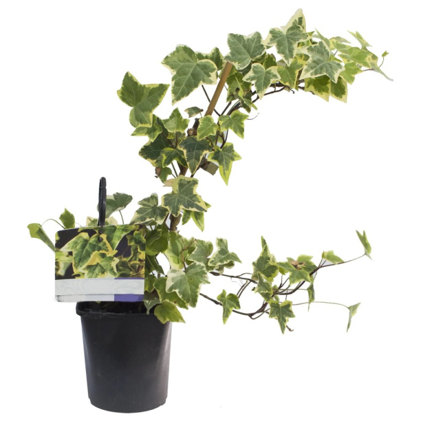 Плющ микс d9 см от магазина ЛесКонПром.ру