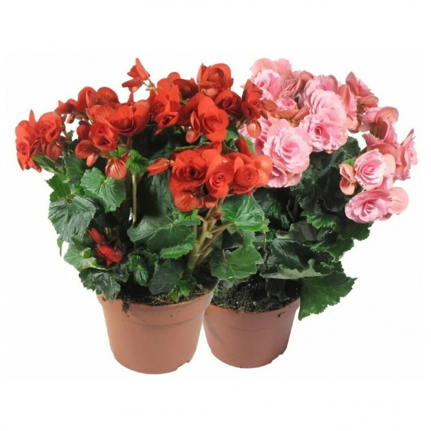 Бегония Элатиор d13 см от магазина ЛесКонПром.ру