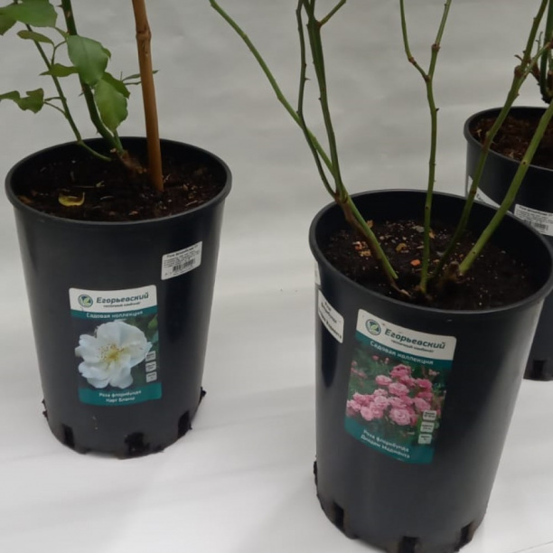 Роза флорибунда С7 от магазина ЛесКонПром.ру