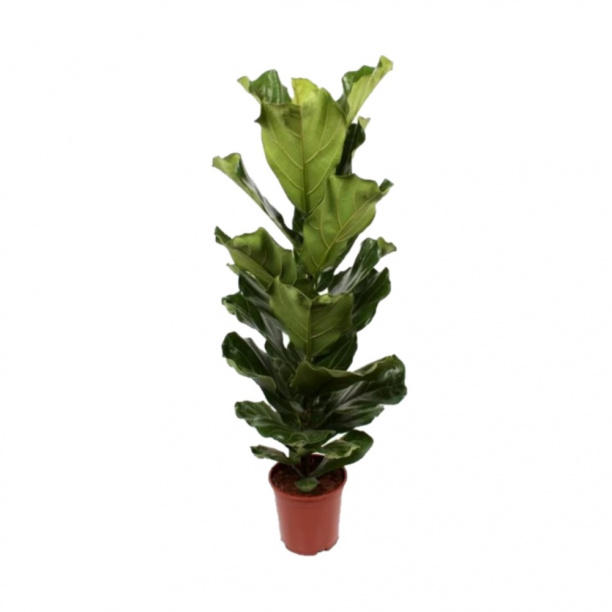 Фикус Лирата 21х110 см от магазина ЛесКонПром.ру