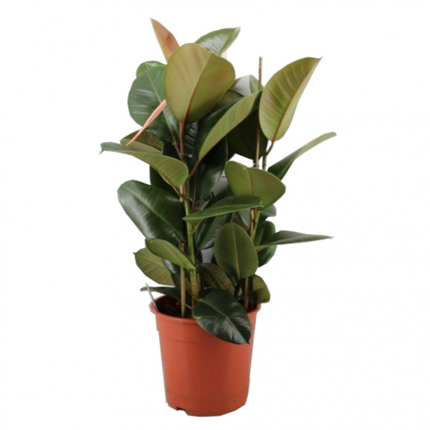 Фикус Робуста d27 см h90 см от магазина ЛесКонПром.ру