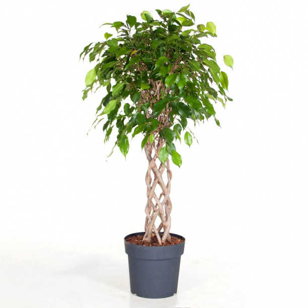 Фикус Биннедика Амстел Кинг переплетенный 24х100 см от магазина ЛесКонПром.ру