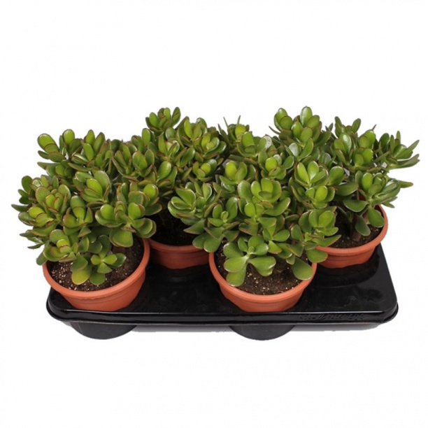 Крассула микс (Толстянка) d5 см от магазина ЛесКонПром.ру