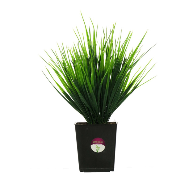 Лиана Плющ длина 230 см от магазина ЛесКонПром.ру