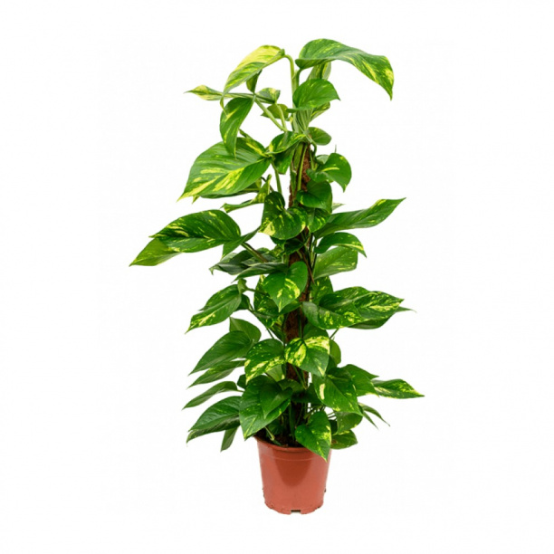 Эпипремнум Сциндапсус Ауреум d19 h80 см от магазина ЛесКонПром.ру