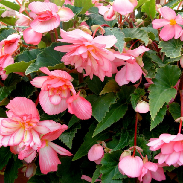 Бегония ампельная d12 см от магазина ЛесКонПром.ру