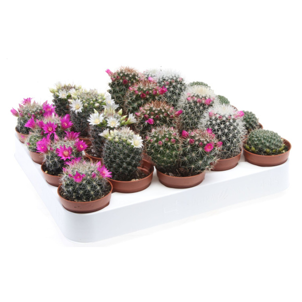 Маммиллярия микс d7 см от магазина ЛесКонПром.ру