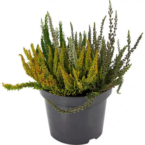 Почвопокровные растения